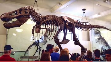 El Titanosaurio mide 122 pies de largo y está en exhibición en el Museo Americano de Historia Natural.