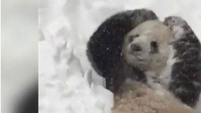 El oso se divierte en la nieve.
