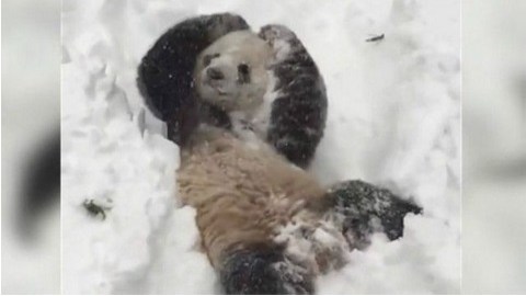 El oso se divierte en la nieve.