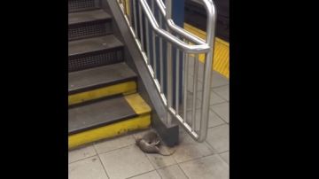Una rata arrastra a otra, sin vida, por las escaleras del subway.