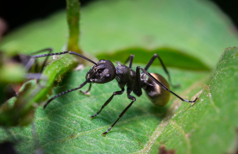 Imagen ilustrativa de una hormiga.