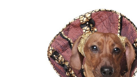 perro fashion