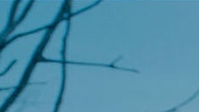 'The Revenant' es el filme más nominado para la 88 edición de los Oscar, con 12 candidaturas.