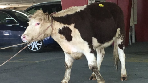 Esta vaca se escapó del matadero y recorrió las calles de Queens esta tarde.