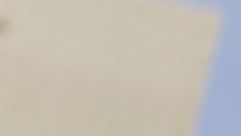 Un camaleón de Meller africano.