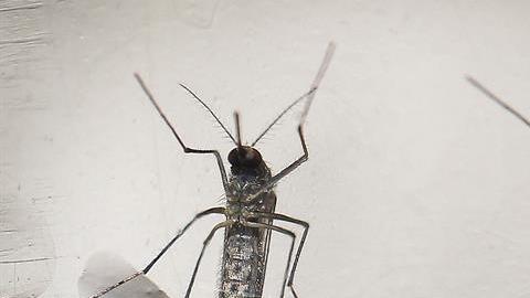 aedes aegypti