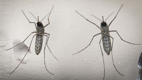 aedes aegypti