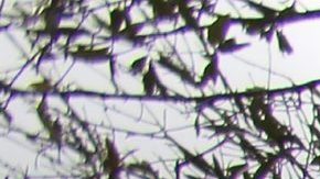 Varios hombres retiran un árbol caído sobre un coche tras el paso de tornados en Pensacola, Florida.