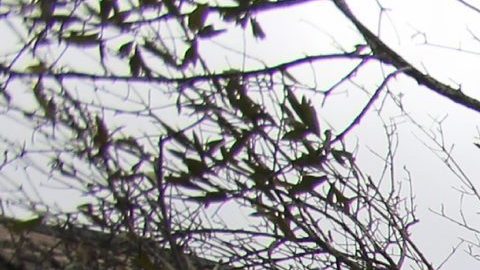 Varios hombres retiran un árbol caído sobre un coche tras el paso de tornados en Pensacola, Florida.