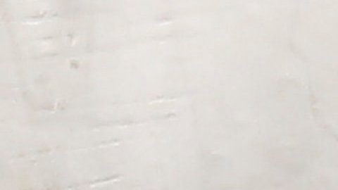 Mosquitos Aedes aegypti fotografiados en un laboratorio en San Salvador.