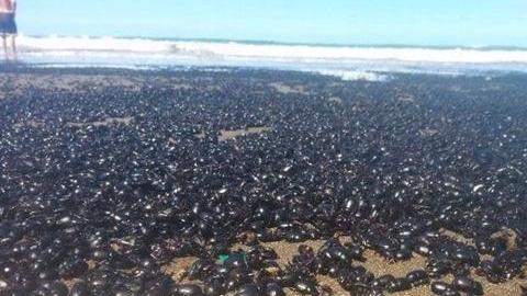 La invasión de escarabajos parece digna de una película de terror.