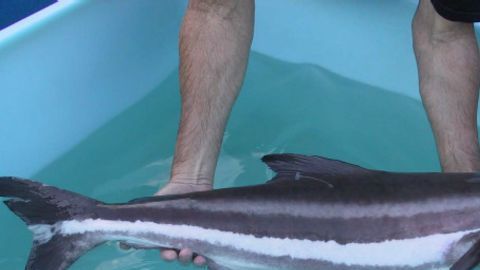 cobia