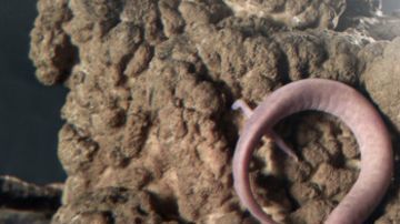 olm