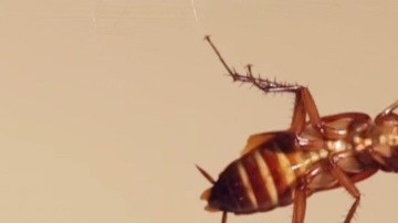 berkeley cucarachas robot terremoto