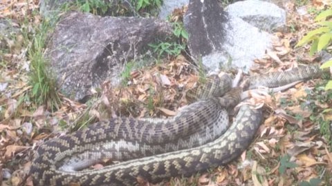 A medida que el canguro avanza al interior del reptil, el cuerpo de la serpiente crece  y se expande.