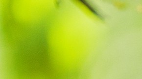 La lectura es uno de los ejercicios que ayuda a que el cerebro se renueve constantemente.