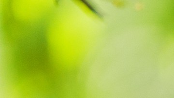 La lectura es uno de los ejercicios que ayuda a que el cerebro se renueve constantemente.