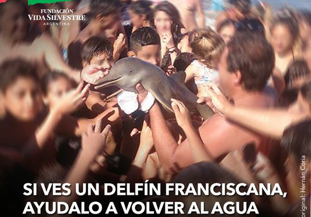 Turistas matan a pequeño delfín por tomarse selfies