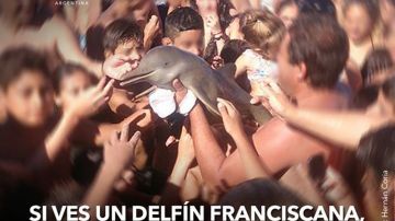 delfin franciscana