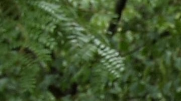 Dora la exploradora hará acto de presencia en este festival familiar.