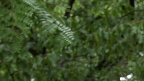 Dora la exploradora hará acto de presencia en este festival familiar.