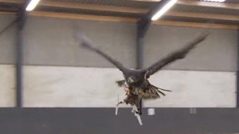 drones aguilas holanda