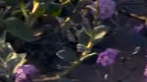 El Valle de la Muerte florecido, un fenómeno que no se veía desde hace años.