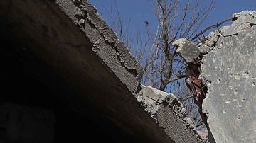 Un combatiente rebelde sirio de la brigada Failaq al-Rahman opuesto al régimen cuida una posición en la ciudad de Arbin en la región oriental de Ghouta en las afueras de la capital Damasco, a horas del inicio de la tregua.