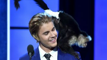 "Si tu pudieras comprarte un mono también lo harías, ¡son geniales!, dijo Bieber en una entrevista.