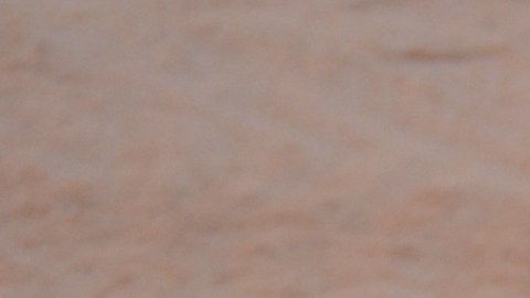 Primer nido de tinglar de la temporada en una playa de Puerto Rico.