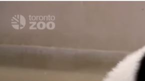 pandas
