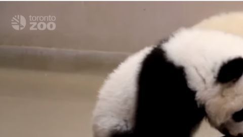 pandas