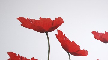 decoracion