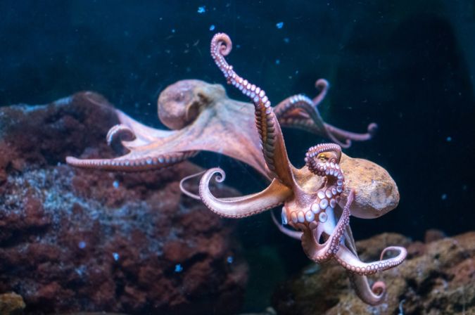 pulpo
