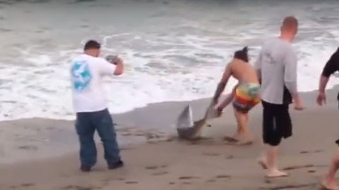 El ejemplar sacrificado era un delfín franciscana.