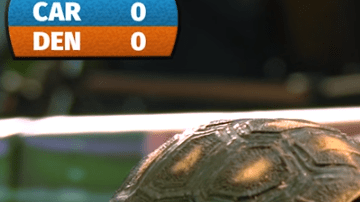 Estas pequeñas tortugas dieron como ganador a Carolina.