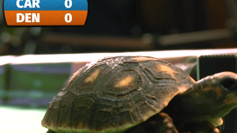 Estas pequeñas tortugas dieron como ganador a Carolina.