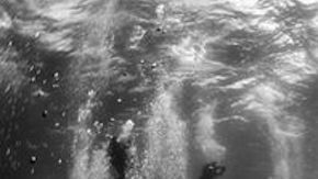 Foto: “Whale whisperers” de Anuar Patjane Floriuk/World Press Photo 2016.
