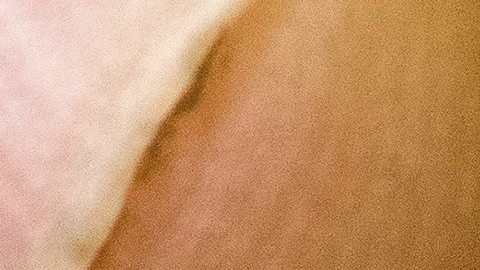 Los mosquitos "Aedes aegypti" son transmisores del virus del Zika y el dengue.