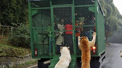 Los animales observan a los visitantes enjaulados