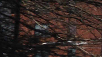 East New York será la primera prueba del Plan de Vivienda.  Mariela Lombard/El Diario NY.