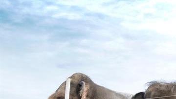 El circo cede a presiones de PETA.