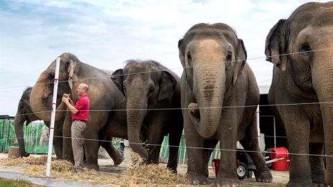 El circo cede a presiones de PETA.