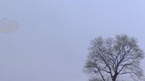 El árbol se embarcó el miércoles pasado y su traslado se volvió viral en redes sociales.