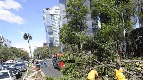 Al menos 450 árboles caídos por fuertes vientos en la Ciudad de  México.