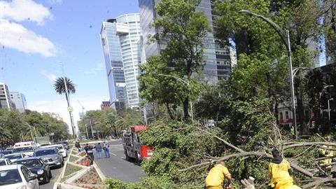 Al menos 450 árboles caídos por fuertes vientos en la Ciudad de  México.