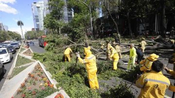 Al menos 450 árboles caídos por fuertes vientos en la Ciudad de  México.