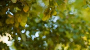 El sentimiento del amor es completamente diferente al de la mera atracción que, en sí, está incluida en el proceso del enamoramiento que conlleva al amor.