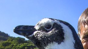 pinguino
