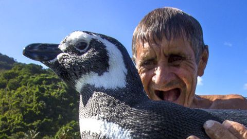 pinguino